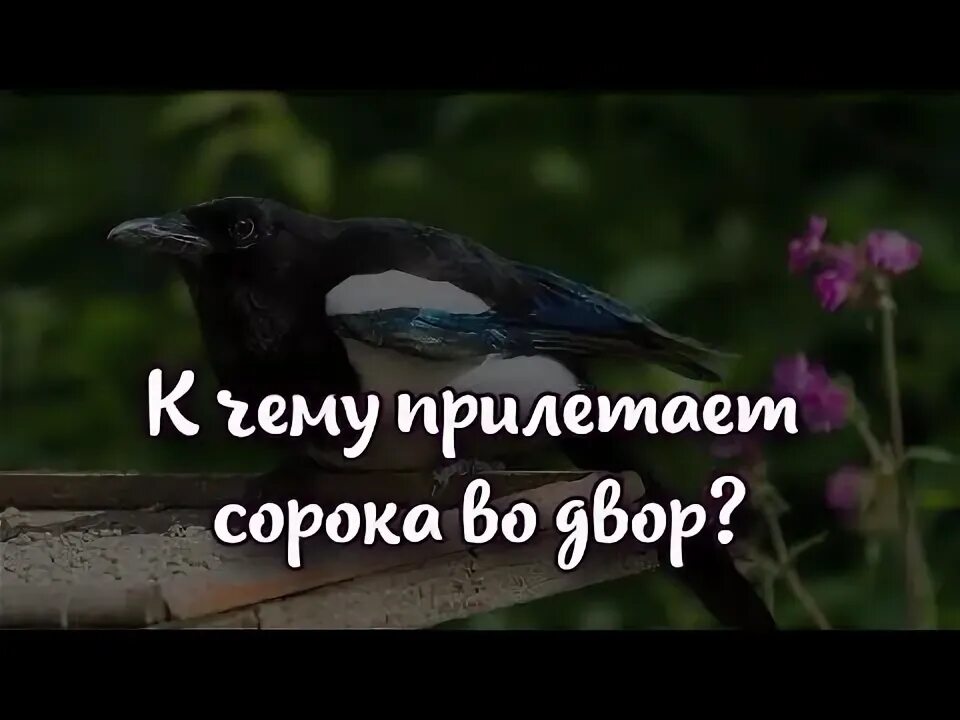 Народные приметы. Сорока обыкновенная. Сорока несет шишку. Сорока приметы. Слепая сорока.