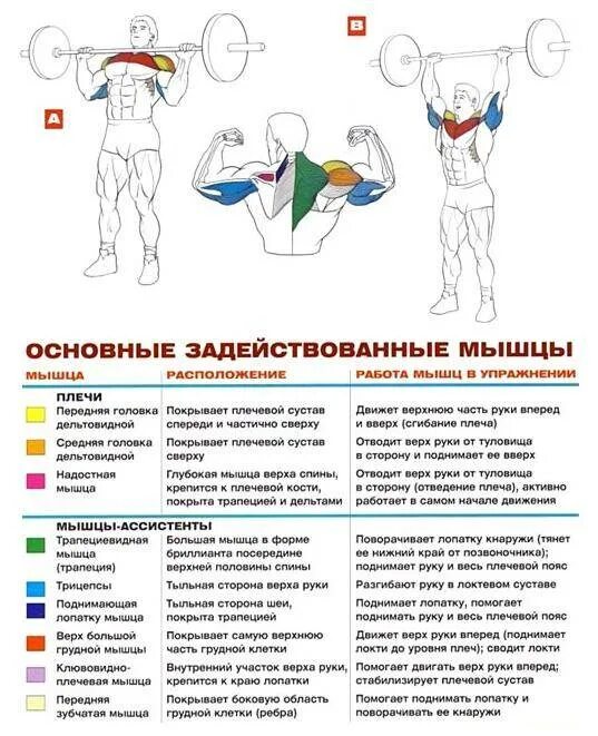 Жим сидя какие мышцы работают. Армейский жим штанги стоя техника. армейский жим стоя мышцы. армейский жим гантелей техника. армейский жим гантелями стоя.
