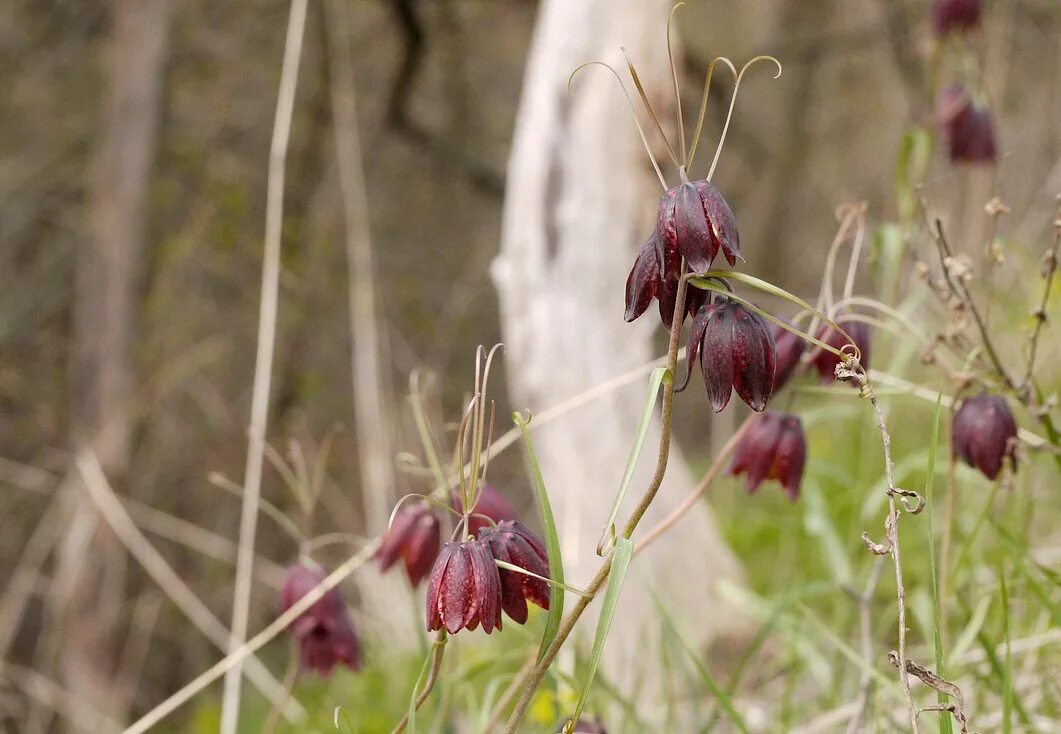 Рябчик русский. Растения рябчик русский. Fritillaria ruthenica. Fritillaria ruthenica. Рябчик луговой.