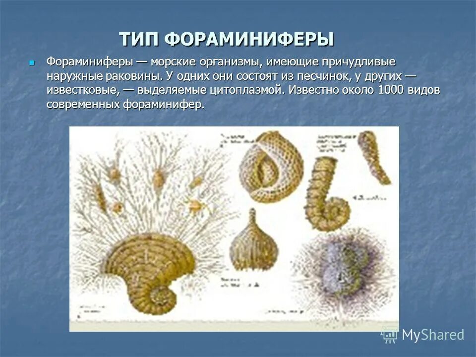видео по биологии 7 класс. , бабенко в. константинов бабенко биология 7. внешнее строение лягушки 7. биология.