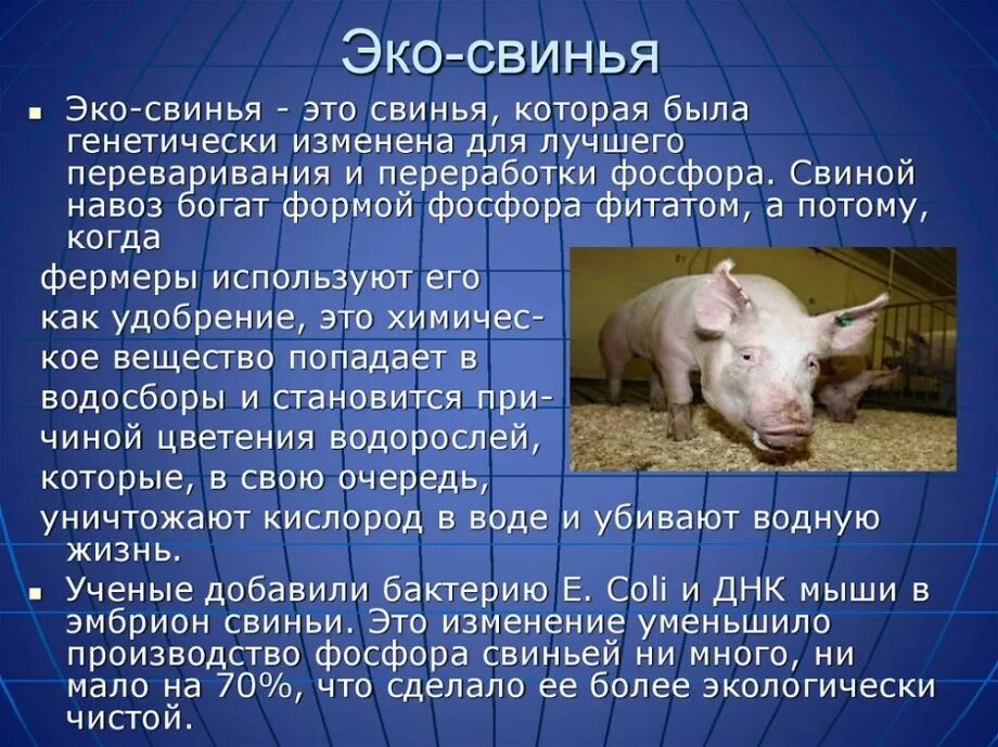 Эко свинья. Факты о свиноводстве. Свиноводство интересные факты. Свинья генная инженерия. Факты о свиньях