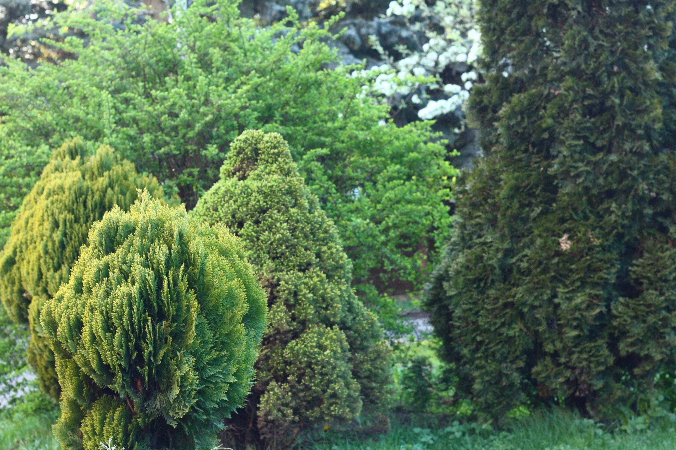 Вечнозеленые листопадные растения. Кипарисовик куст. Кипарис Гималайский. Туя Конифер. Кипарис вечнозеленый Аполлон.