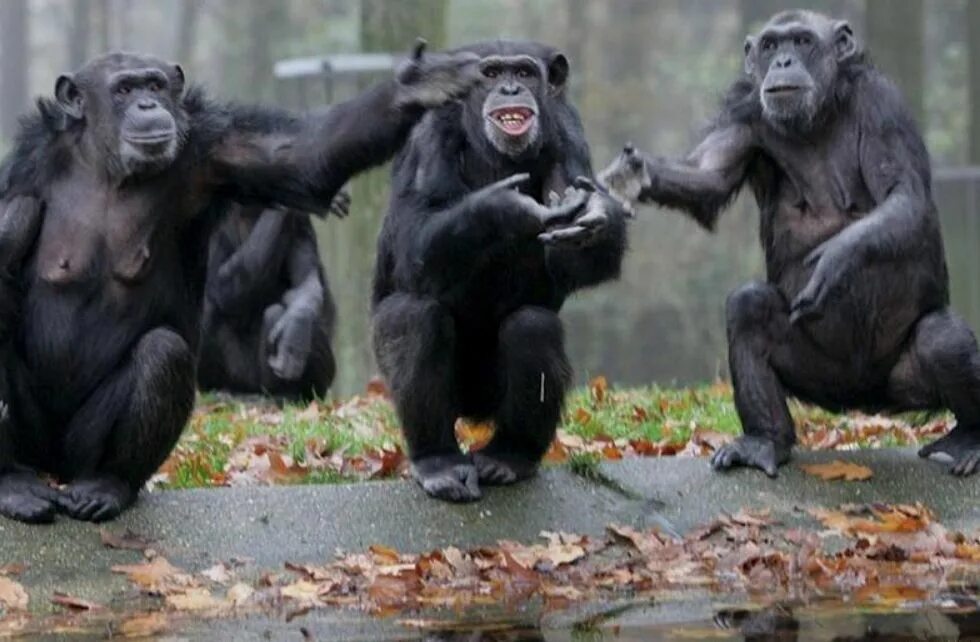 Статуя свободы в пустыне. Планета обезьян цезарь. Статуя свободы в фильме планета обезьян. Ape out steam. Планета обезьян 1970 статуя свободы.