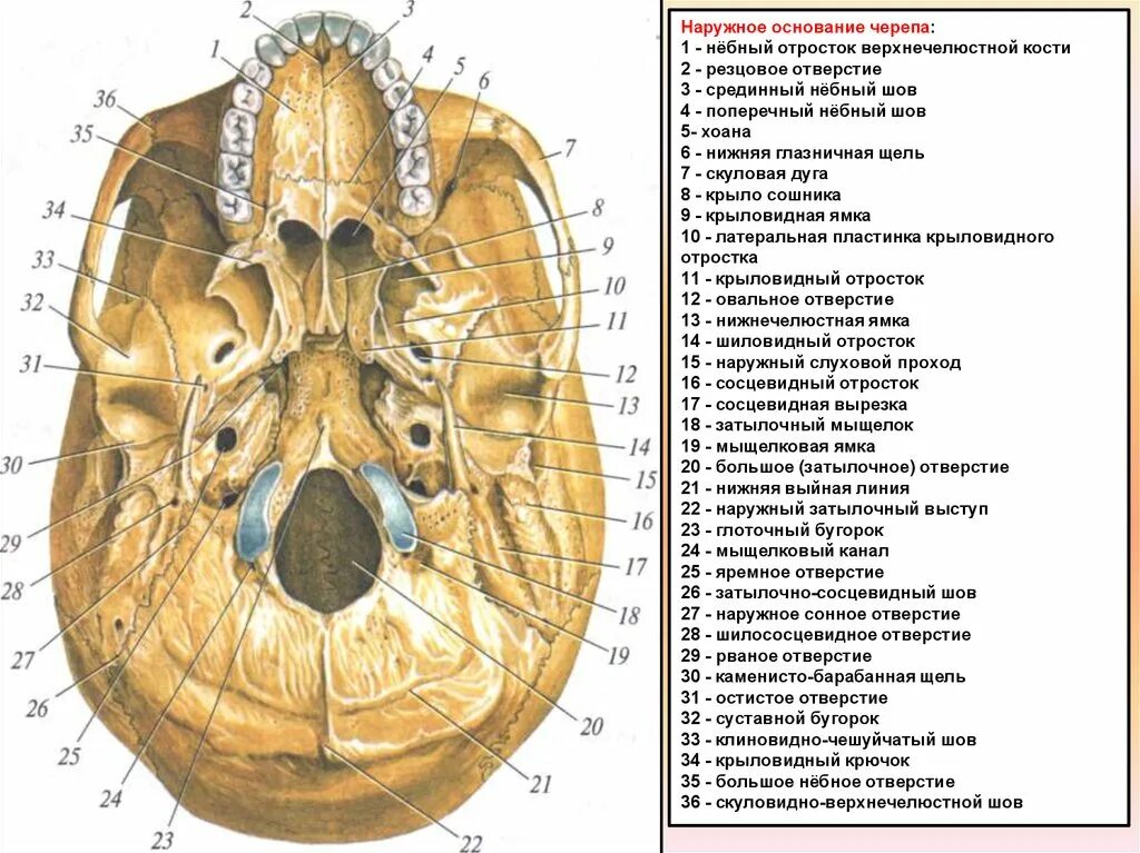 Области основания черепа. Наружное основание черепа анатомия атлас. Наружное основание черепа строение анатомия. Наружное основание черепа отверстия каналы. Основание черепа снизу анатомия.