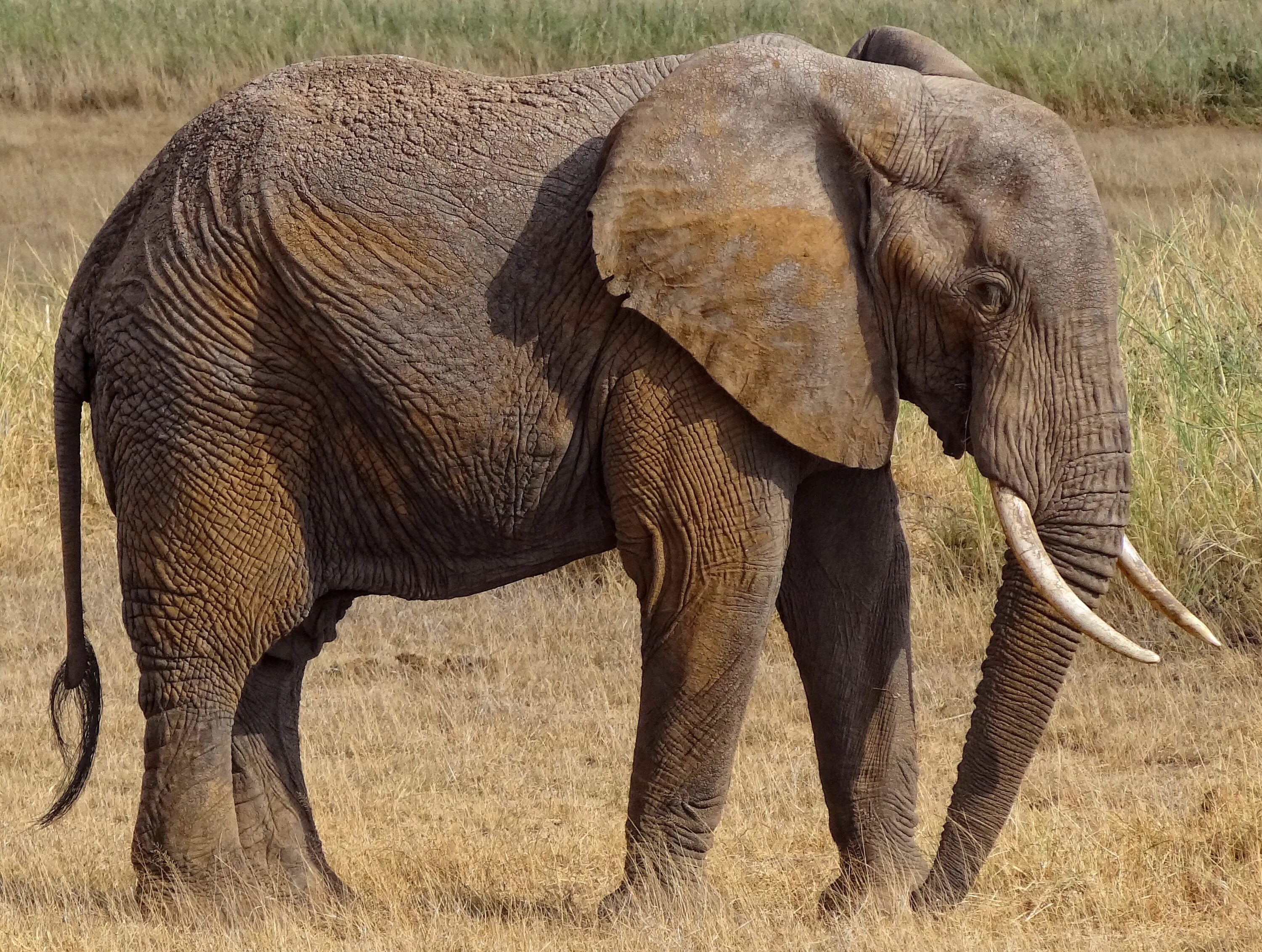 Внешний вид слонов. Loxodonta cyclotis. Африканский саванный слон. Африканский слон (самка). Африканский слон, самец.