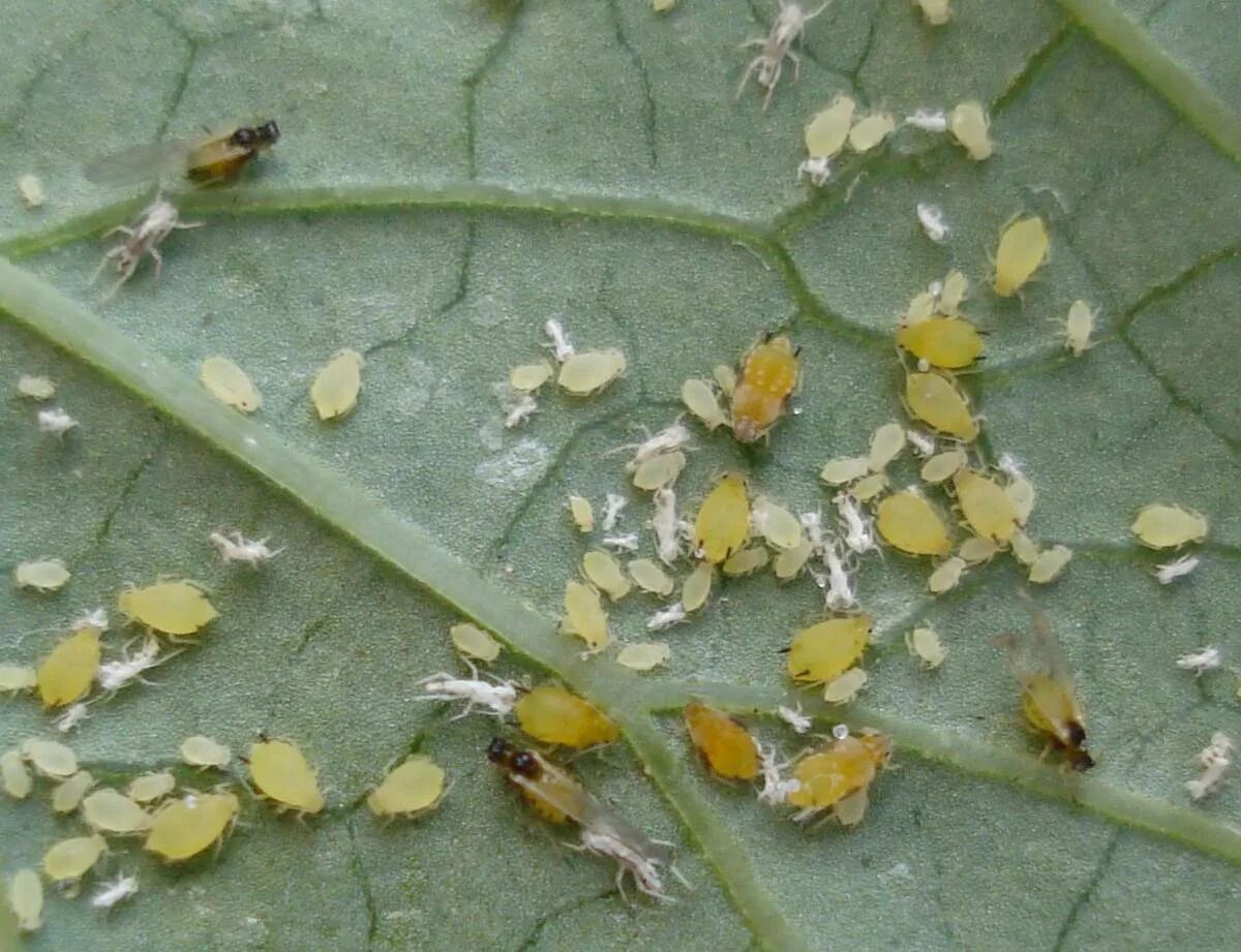 Тля бахчевая (Aphis gossypii). Бахчевая (хлопковая) тля. Вредители паутинный клещ. Личинка трипса.