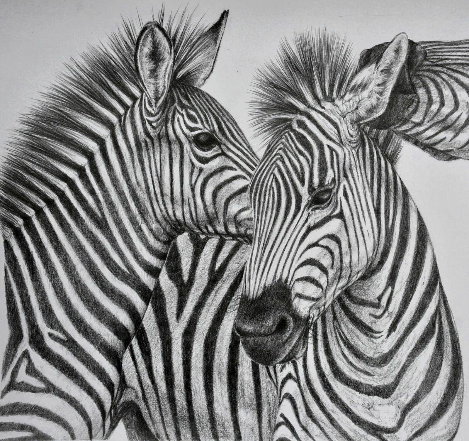 I draw animals