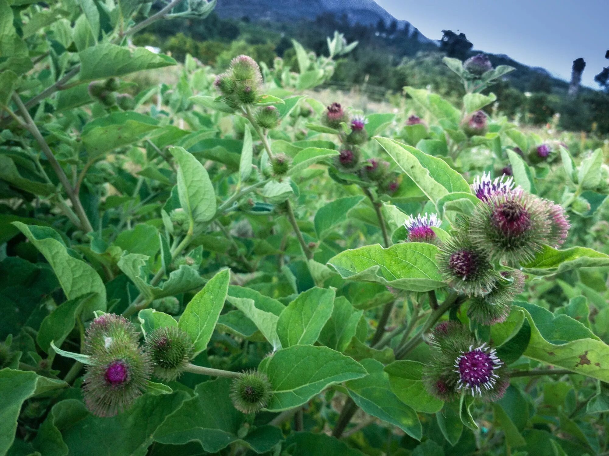 Как выглядит репейник. Репейник (burdock). лопух дубравный. лопух репейник. лопух сибирский.
