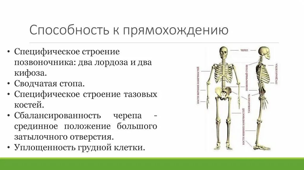 С прямохождением у человека появилась. Приспособления скелета к прямохождению. Приспособления скелета человека к прямохождению. Способность к прямохождению. Приспособления позвоночника к прямохождению.
