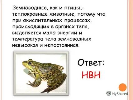 У земноводных непостоянная температура тела