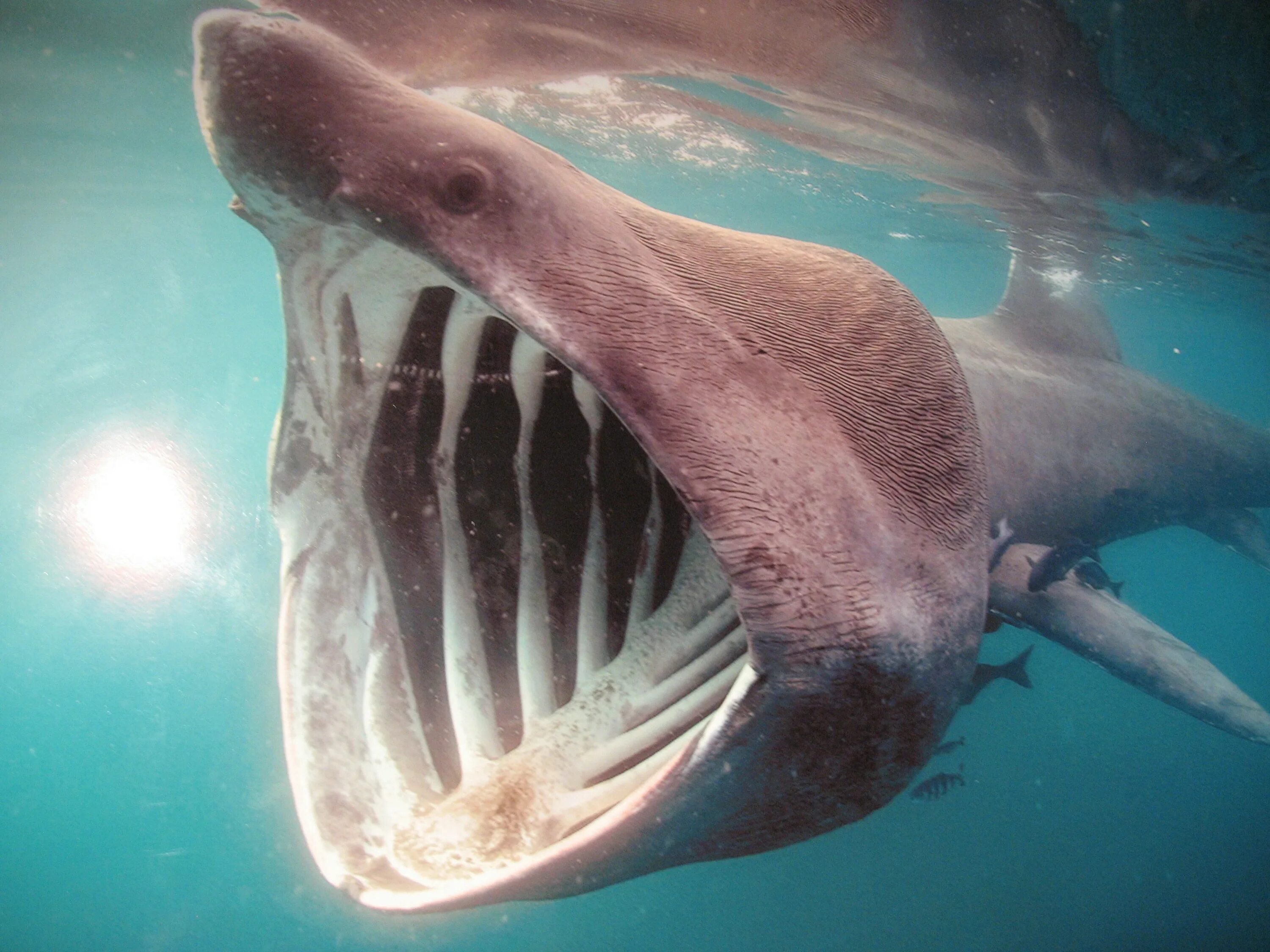 Баскинг Шарк акула. Гигантская исполинская акула. Гигантская акула (basking Shark). Cetorhinus Maximus. Рог глубин