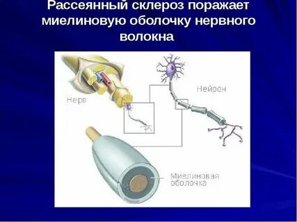 Миелиновый нерв
