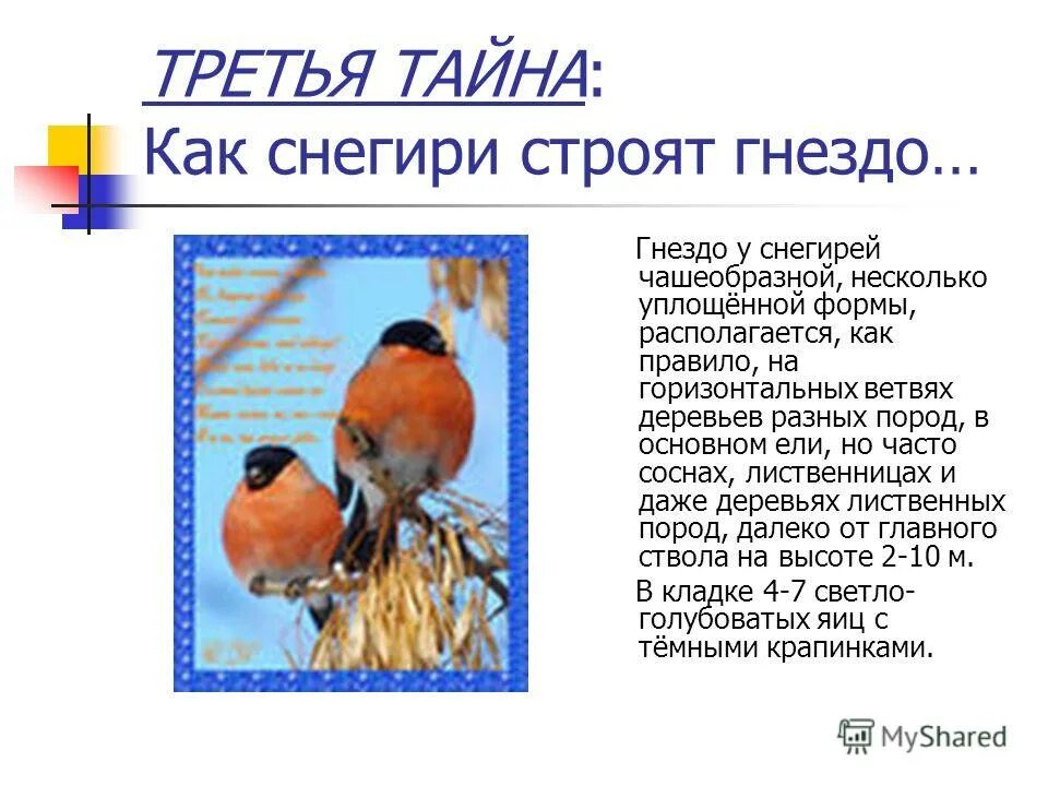Птица выводящая птенцов зимой. Когда выводят птенцов снегири. Черноголовая славка птенец. Птенец снегиря. Детеныш снегиря.