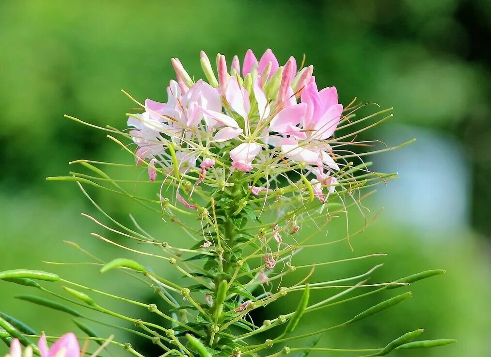 Клеома фото и описание. Клеома колючая. Клеома цветок. Cleome donetzica Tzvelev – клеома Донецкая. Клеома колючая Голден.