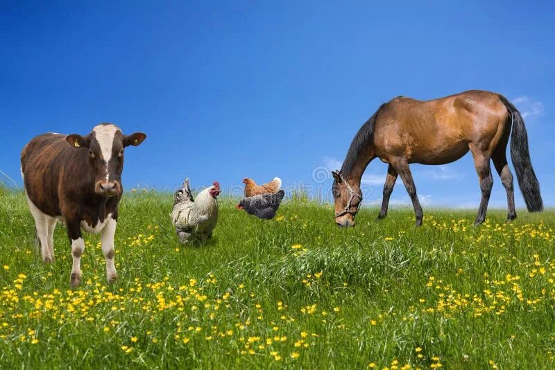Лошади коровы и куры. Корова и лошадь. Коровы и лошади на лугу. Луг коровы лошади. Коровы на лугу.