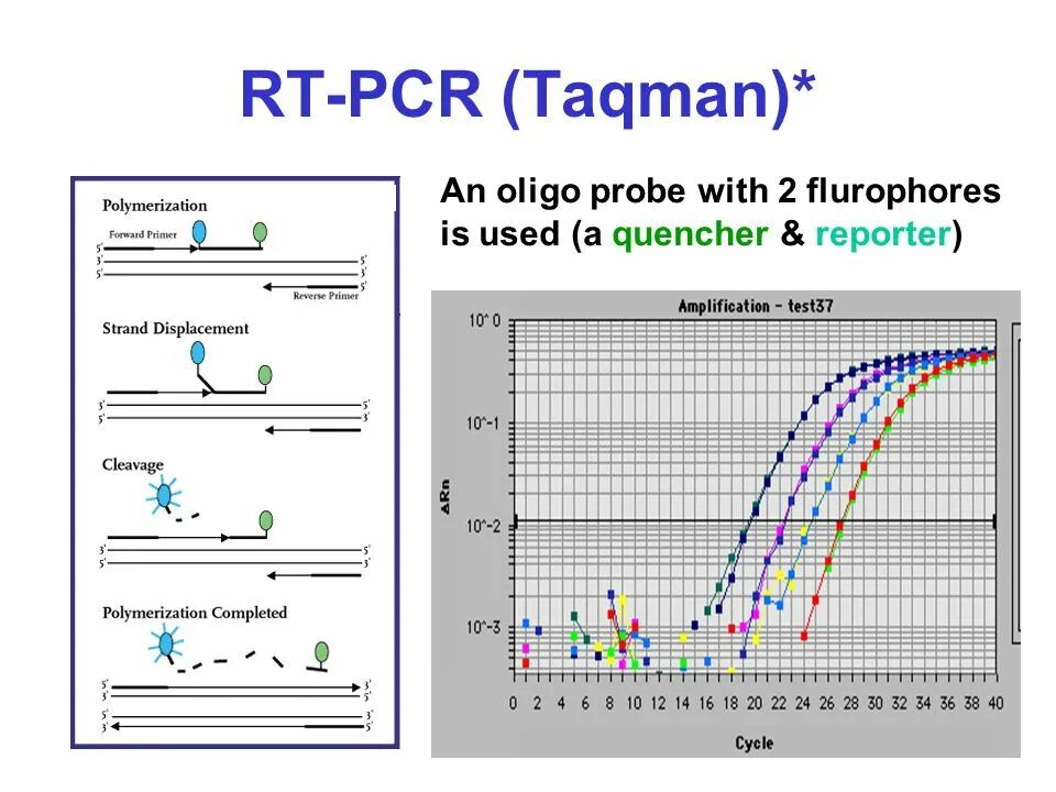 Пцр с обратной транскриптазой (rt-pcr). Rt pcr. Rt-pcr тест. Taqman real-time pcr. Rt pcr.