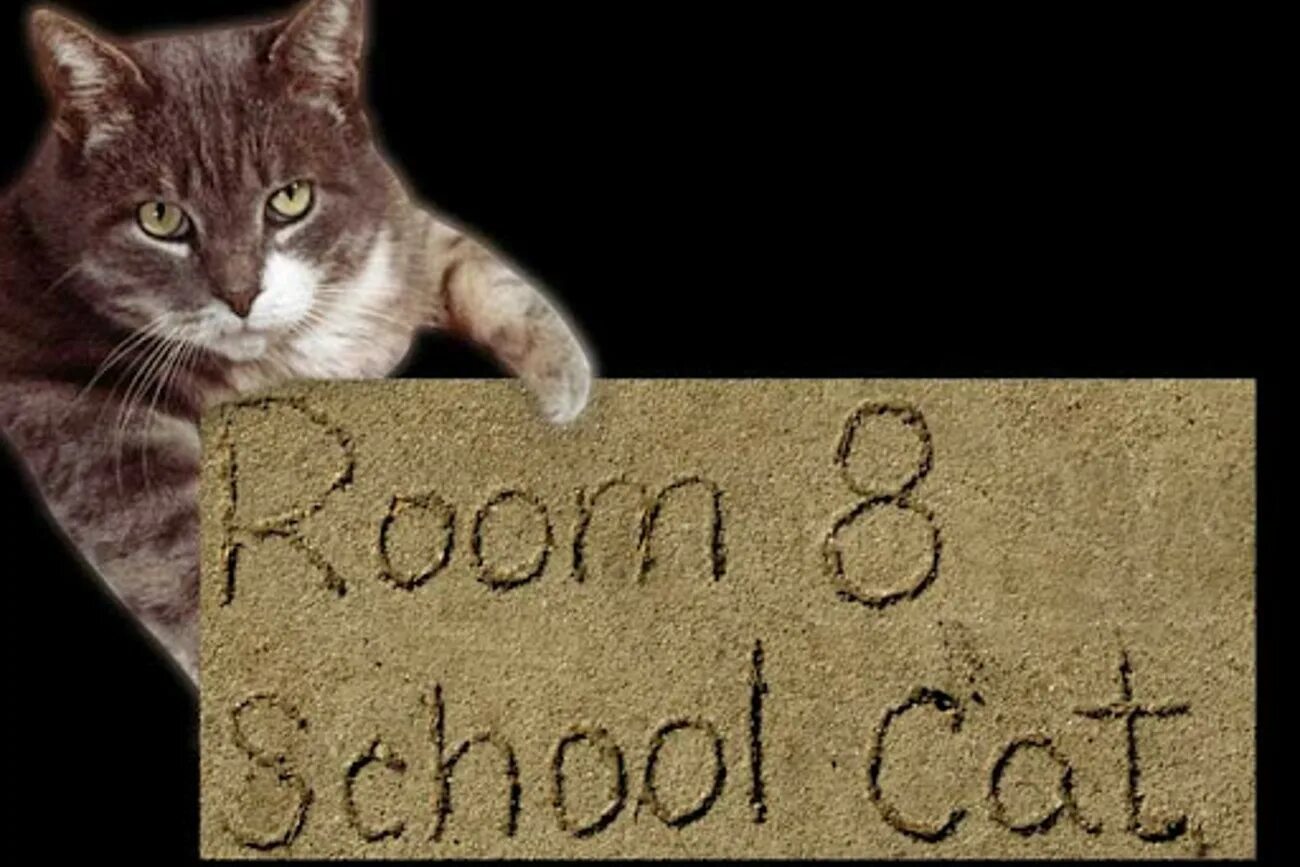 Класс восемь кот. Кот комната восемь. Room 8 кот. Room 8 Cat. Ис кот