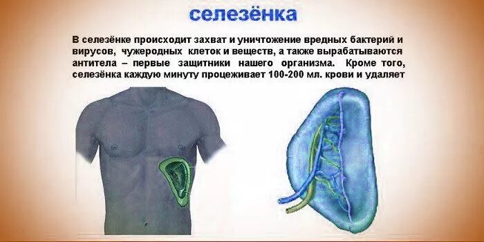 почему селезенка