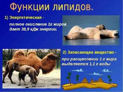 Чем липиды отличаются от жиров