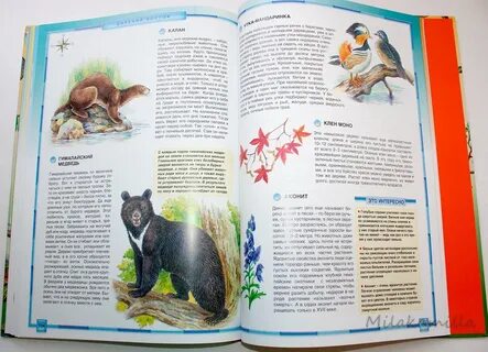 Атлас природы животные