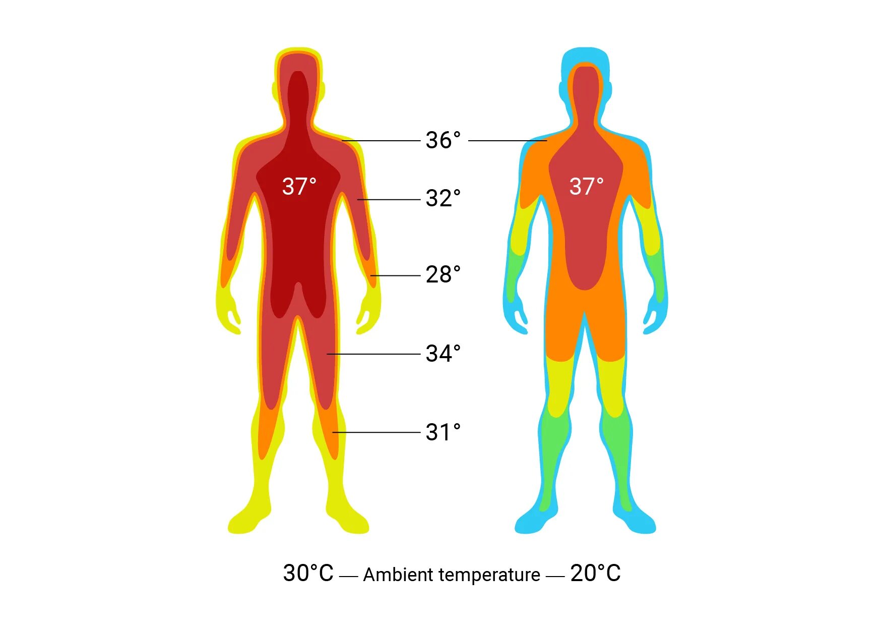 Естественная температура человека. Температура тела человека. Температурная карта тела человека. Показатели температуры тела человека. Температурные зоны тела человека.