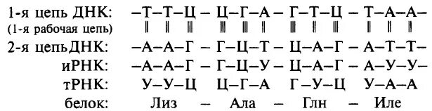 ДНК ИРНК ТРНК таблица. Цепочки ДНК РНК ТРНК. Принцип комплементарности ДНК ИРНК ТРНК. Из ДНК В РНК таблица.