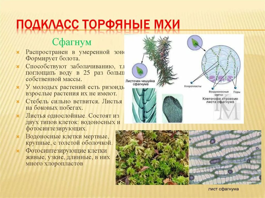 Строение клетки листьев сфагнума. Водоносные клетки сфагнума. Торфяной мох сфагнум строение. Торфяной мох сфагнум строение листа. Из каких исходных клеток образуются листья мха