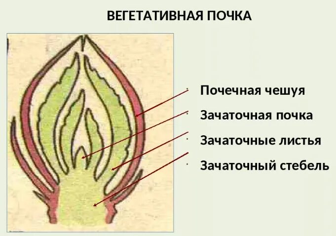 Вегетативная почка и генеративная почка. Строение вегетативной и генеративной почки. Вегетативная почка в разрезе рисунок. Строение генеративной почки. Рассмотрите изображение генеративной почки