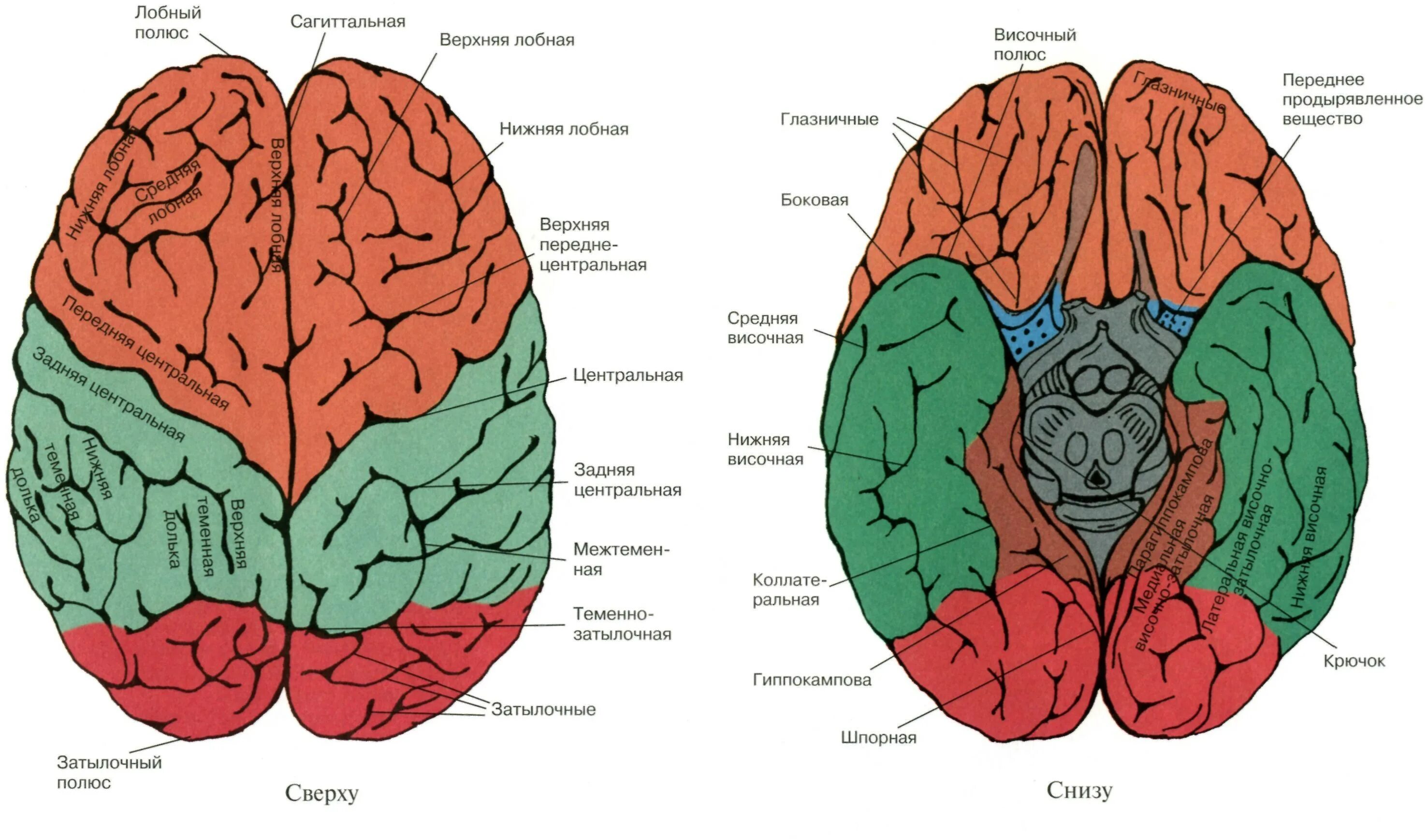 Борозды и извилины мозга человека. Полушария головного мозга анатомия. Большие полушария головного мозга строение. Конечный мозг вид снизу. Конечный мозг борозды и извилины полушарий.