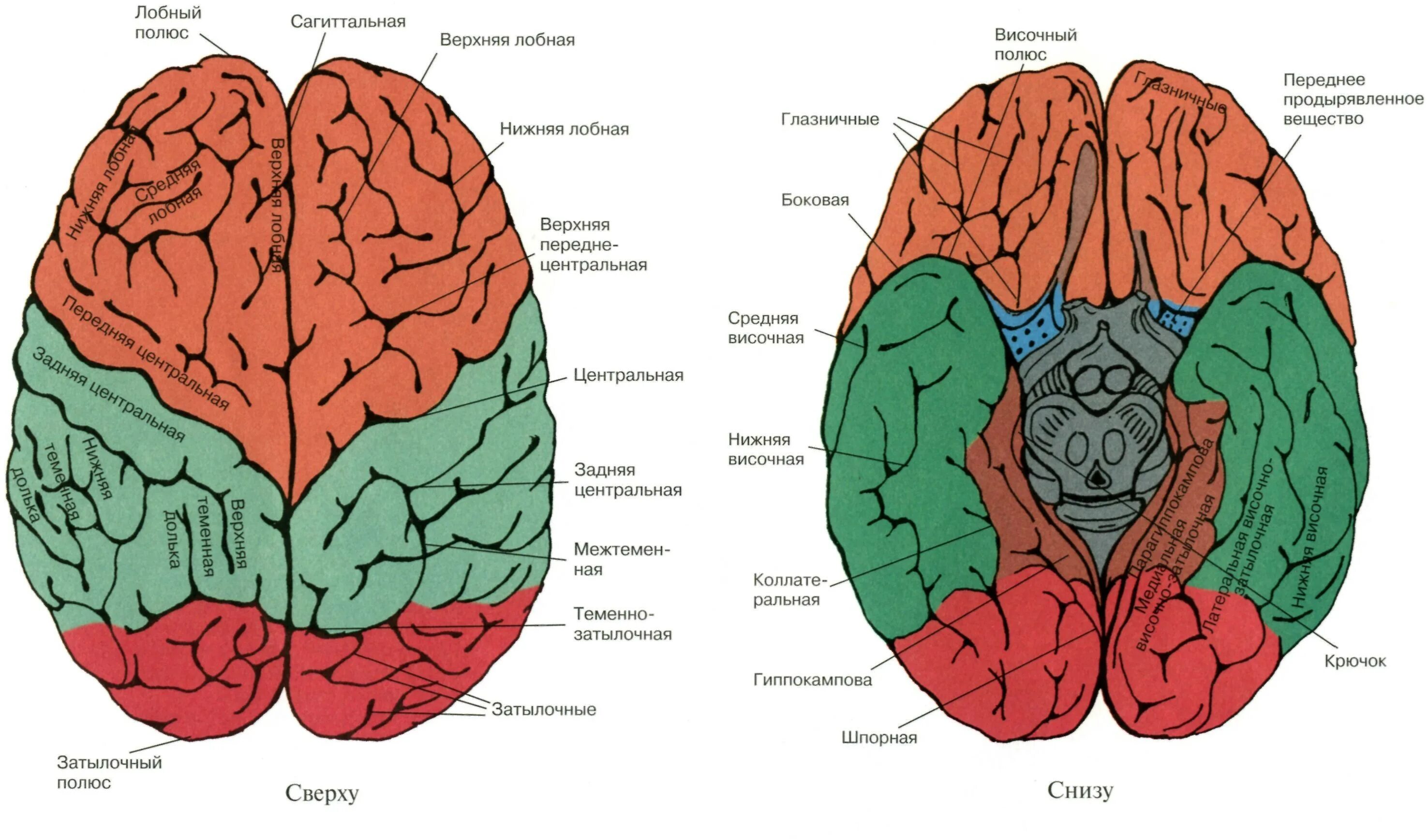 2 поверхности головного мозга