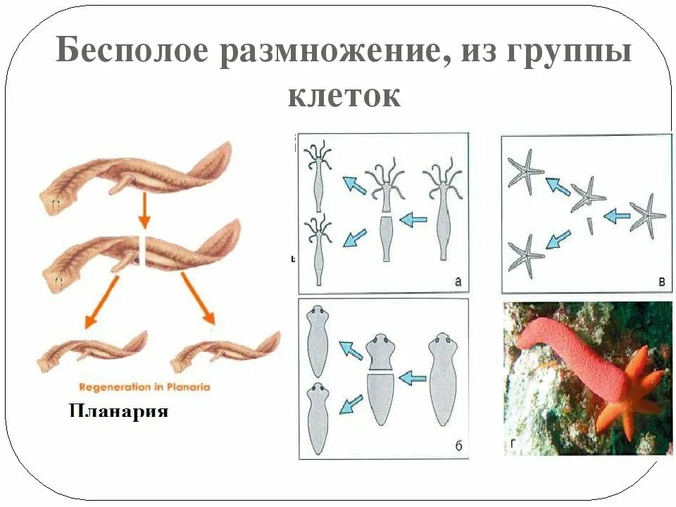 Формы бесполого размножения многоклеточных животных. Вегетативное размножение почкование фрагментация. Бесполое размножение это в биологии. Размножение организмов бесполое размножение.