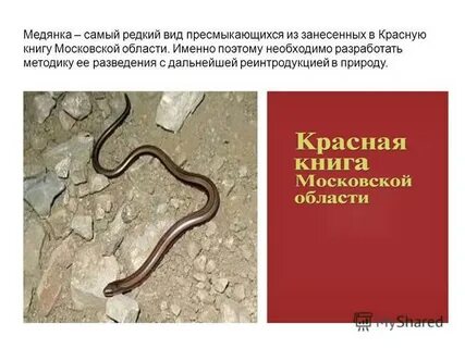 Змеи красной книги