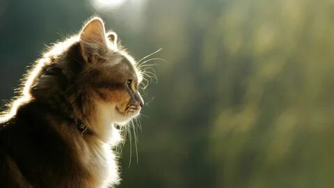 Котики 1920х1080