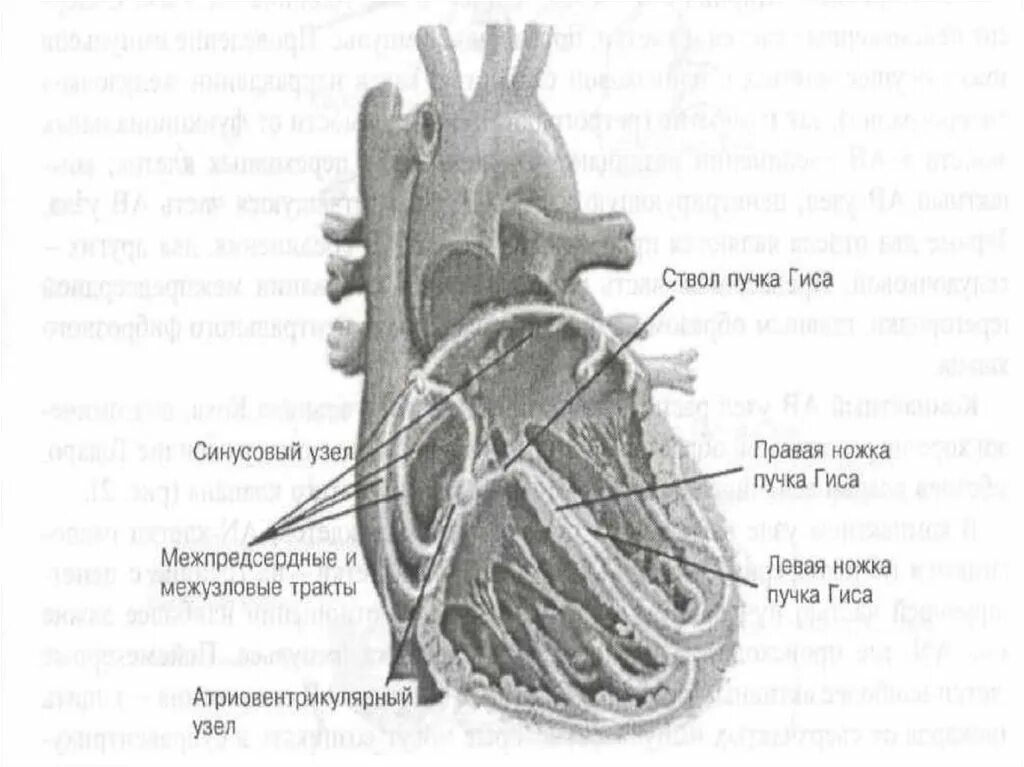 Какие левая ножка пучка гиса. Ствол пучка гиса. пропедевтика сердечно-сосудистой системы. сердечно сосудистая система. межузловые тракты.