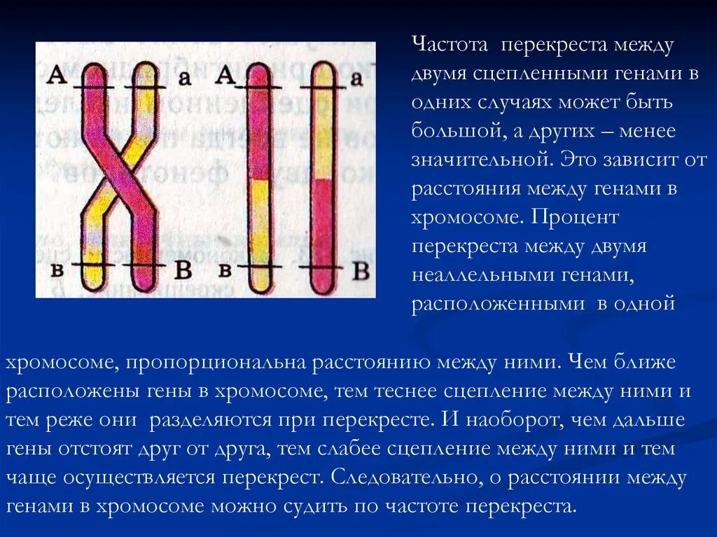 Перекрест между генами. Гены сцепленные с у хромосомой. Ген в хромосоме расположен. Частота перекреста хромосом зависит от. 3 гена расстояние