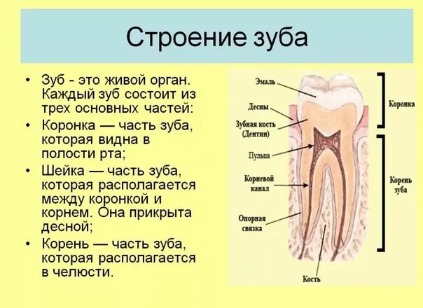 Схема внутреннего строения зуба. Строение зуба анатомия. Строение зуба человека схема. Строение зуба человека рисунок с описанием. Какую функцию выполняет зуб человека