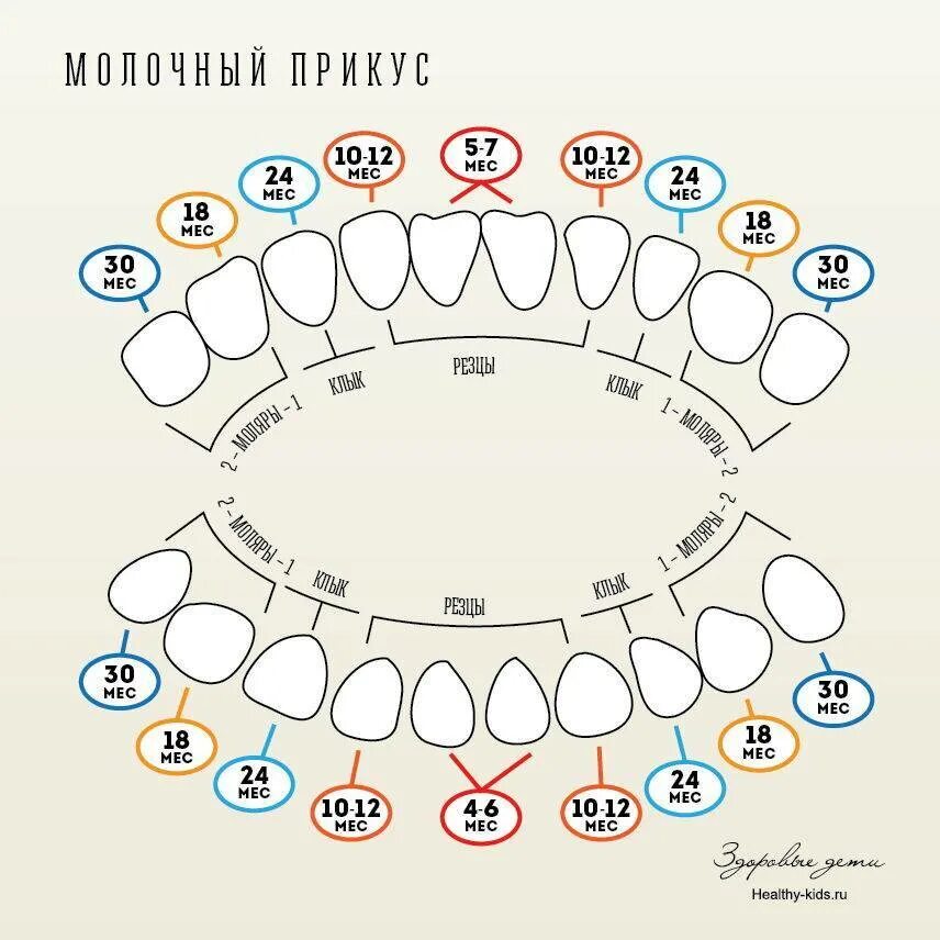 Где зубы у детей. Схема зубов у ребенка как лезут до 1 года. зубы у детей схема прорезывания молочных зубов. схема вылезания зубов у ребенка молочных. порядок роста молочных зубов у детей схема.