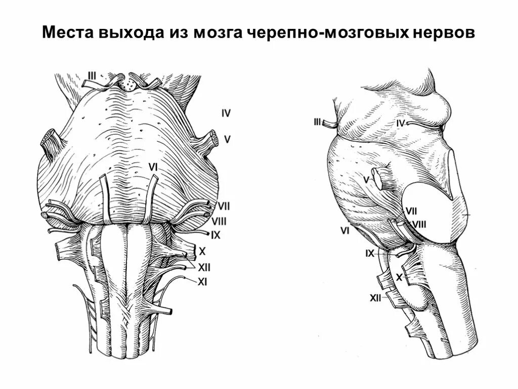 Ствол мозга черепные нервы. Места выхода черепно мозговых нервов. Выход черепно мозговых нервов из мозга. Место выхода блокового нерва. Места выхода ЧМН из мозга.