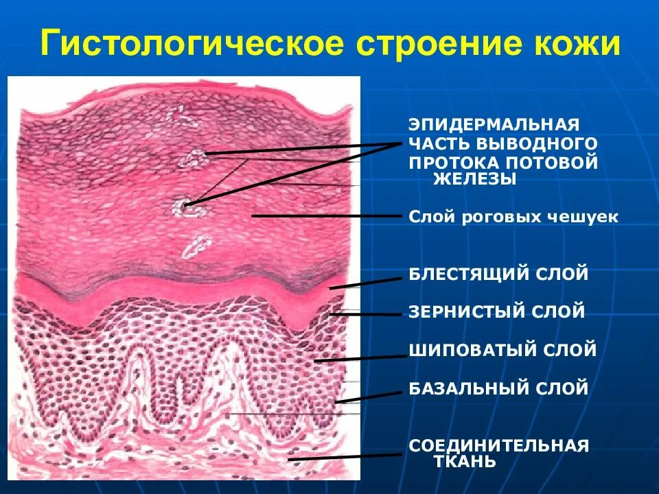 Нормальное строение. Слои эпидермиса гистология. строение эпидермиса кожи гистология. слои эпидермиса кожи гистология. послойное строение кожи гистология.