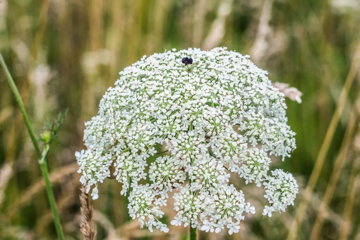 Daucus carota цветок. Морковь Дикая (Daucus carota). Дикая морковь зонтичные. Соцветие дикой моркови. Соцветие зонтик морковь