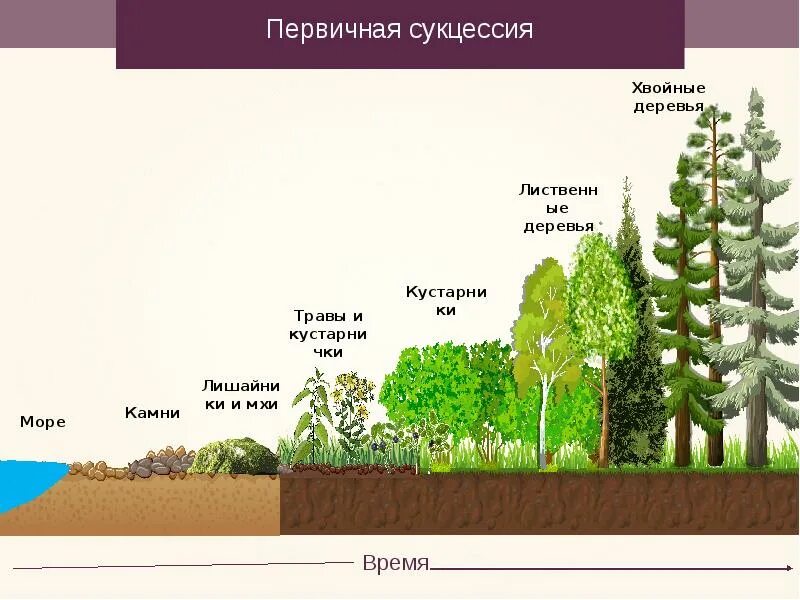 Установите последовательность смены биогеоценозов. Сукцессия студариум. Сукцессия экосистемы этапы. Цепочка первичной сукцессии. Экологическая сукцессия студариум.