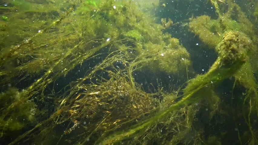 Как убрать водоросли. Водоросли нитчатка.