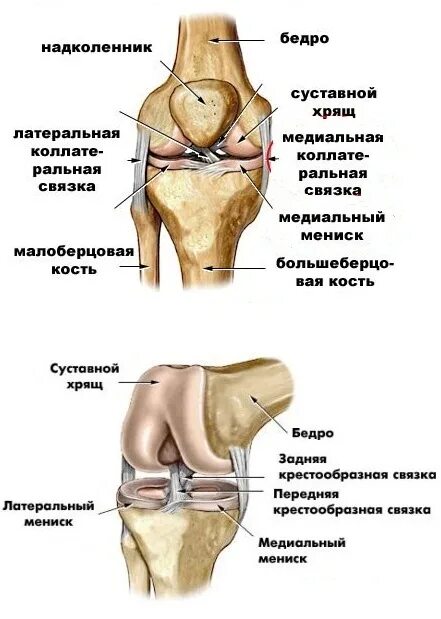 Медиальная мыщелка бедренной кости. Задняя крестообразная связка коленного сустава анатомия. Схема костей коленного сустава. Коленный сустав анатомия схема. Сесамовидная кость коленного сустава.