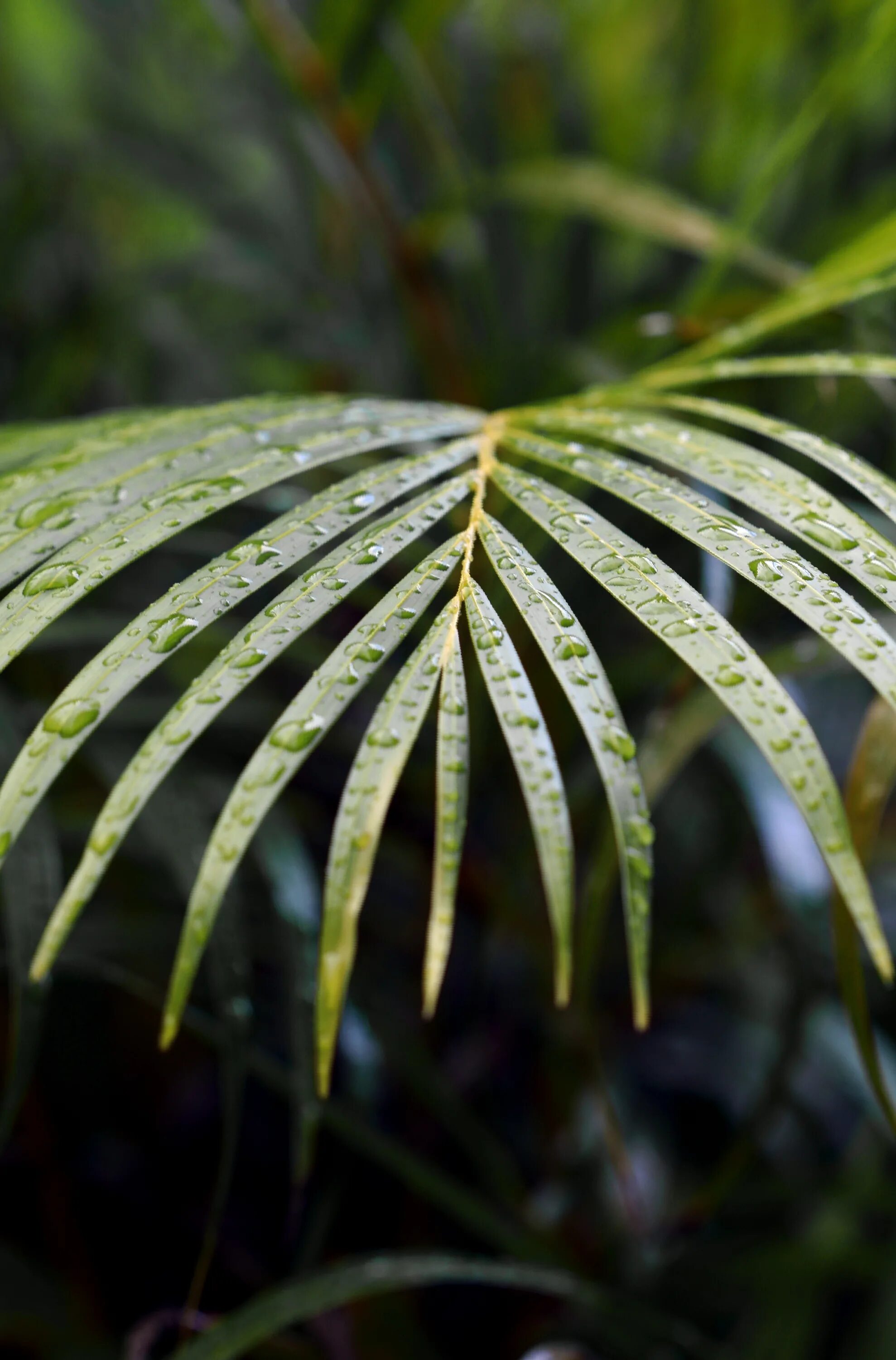 Natural leaves. Листья. Листья растений. Тропические листья. Листья тропических растений.