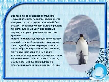 Чем покрыто туловище