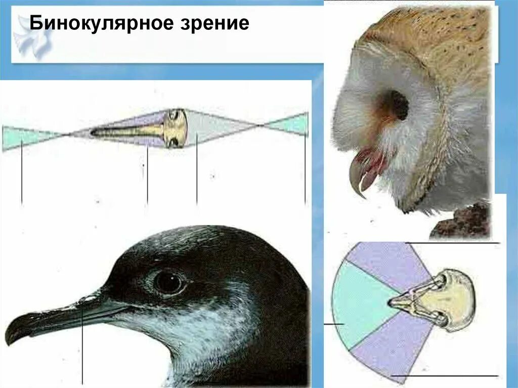 Развитые органы чувств у птиц. Бинокулярное зрение у птиц. Строение глаза голубя. Бинокклярнле зрегик птиц. Органы чувств птиц.