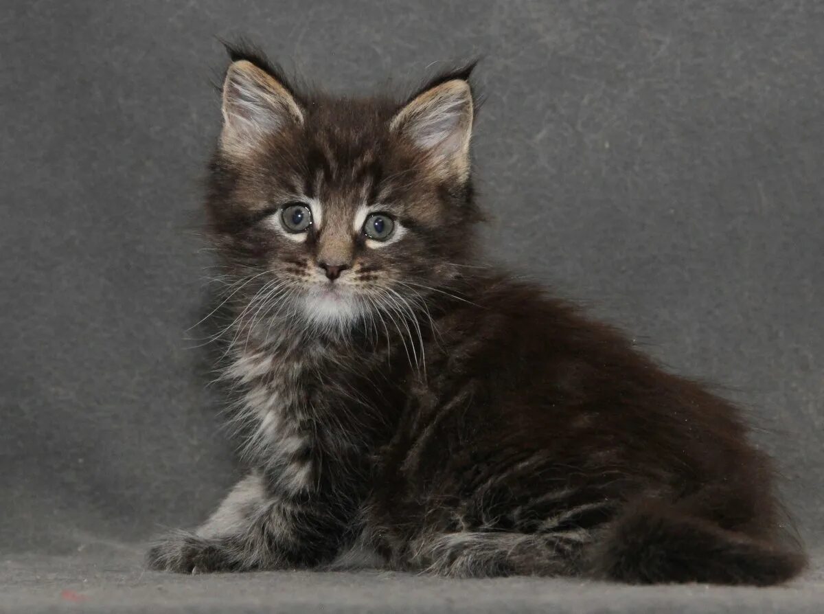 Сибирский мейн кун. Сибирский кот и мейн кун. Мейн кун аборигенная порода. Метис норвежской лесной кошки. Норвежская длинношерстная лесная кошка.