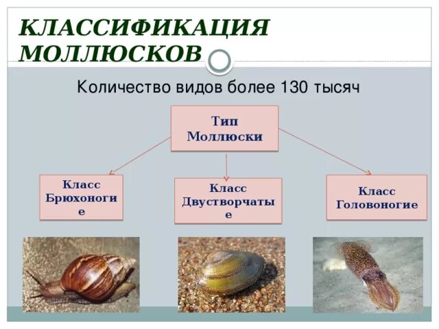 Классификация моллюсков 7. Моллюски строение и классификация. Тип моллюски класс двустворчатые. Классификация брюхоногих моллюсков. Типу моллюсков относят