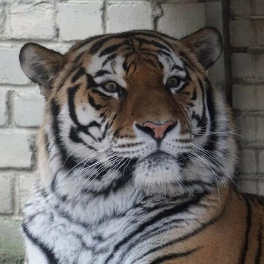 Тигр в засаде мем. Тигры зоопарк Чехия. Тигр смотрит на меня.