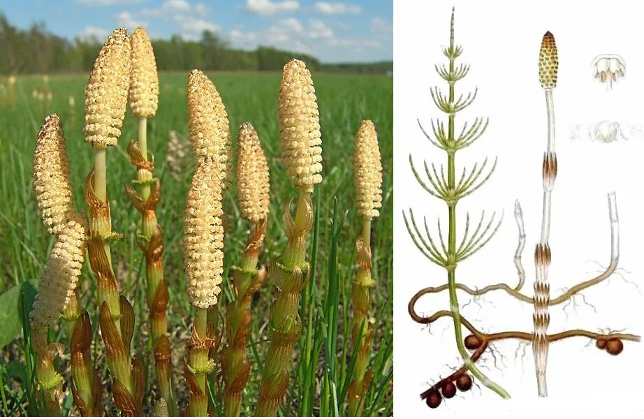 Хвощ полевой фото пистики. Пестики и тычинки у цветка. Пестики хвоща полевого. Стебель хвоща полевого. Хвощ полевой - equisétum arvénse.